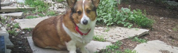 “Scrappy” – Adopted October, 2012!