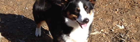 Zoey- Adopted June, 2013